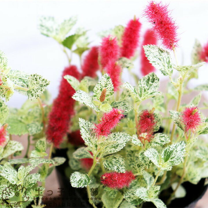 楽天市場 キャットテール 白猫のしっぽ 斑入り葉 9cmポット苗 2個セット 花と緑の専門店 土っ子倶楽部 楽天市場 キャットテール 白猫のしっぽ 斑入り葉 9cmポット苗 2個セット 花と緑の専門店 土っ子倶楽部