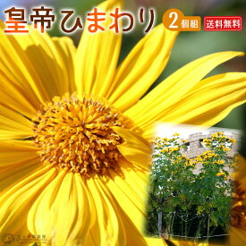 楽天市場 皇帝ダリア 鉢植えの通販 楽天市場 皇帝ダリア 鉢植えの通販