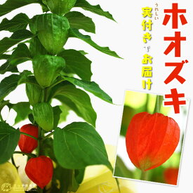 楽天市場 ほおずき 鉢植え 開花時期冬 の通販