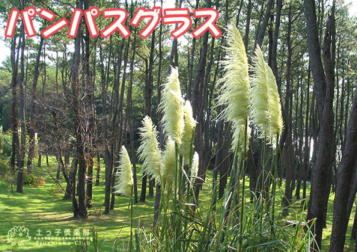 楽天市場 パンパスグラス ホワイトフェザー 白花 10 5cmポット苗 花と緑の専門店 土っ子倶楽部