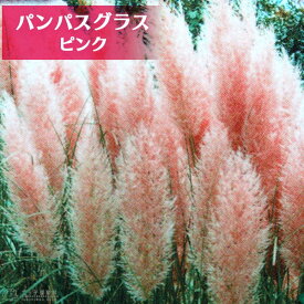 楽天市場 苗 パンパスグラスの通販
