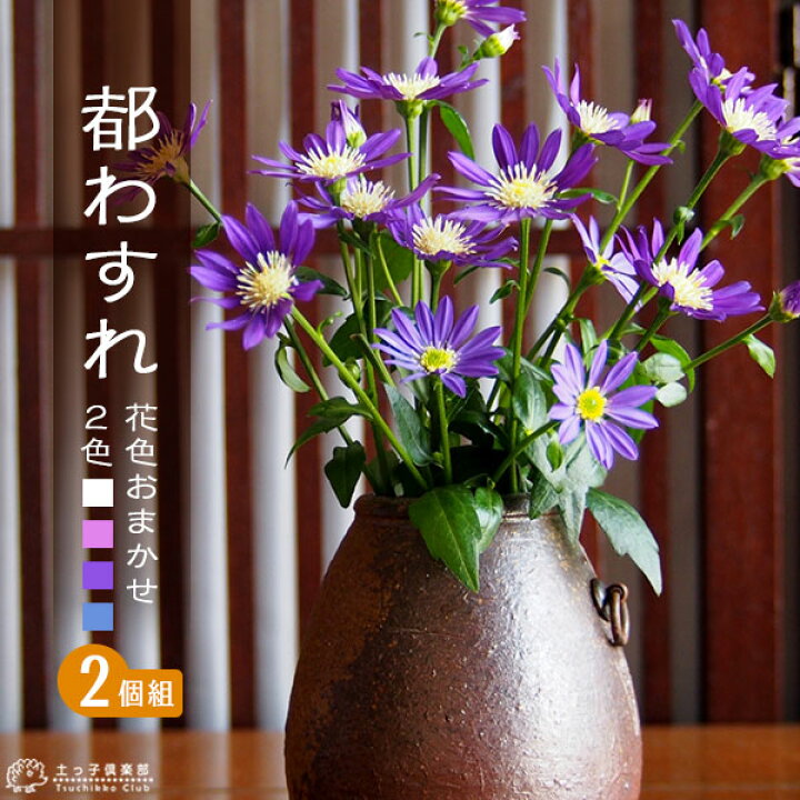 122円 即出荷 ミヤコワスレ 1ポット