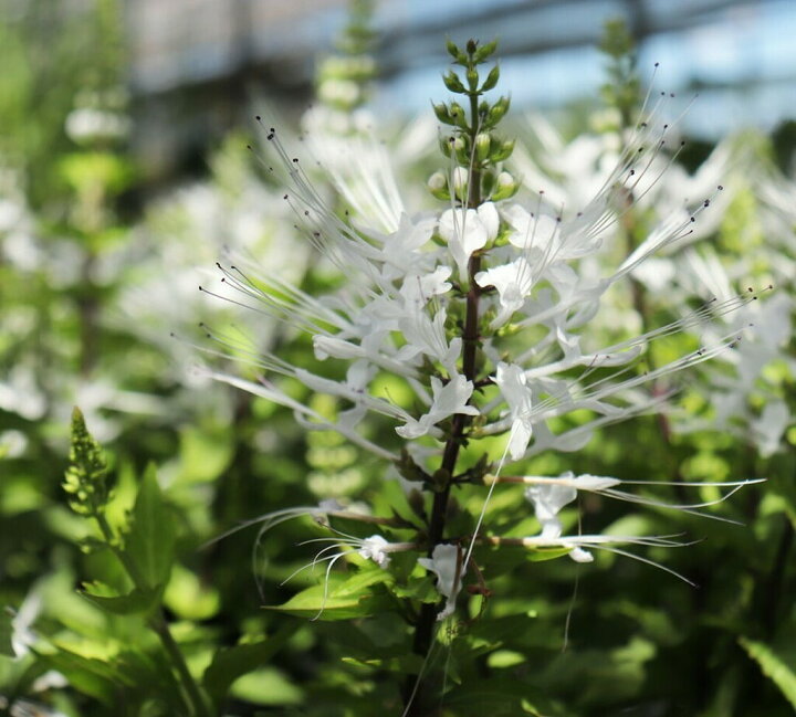 楽天市場 猫のヒゲ ネコノヒゲ キャットウイスカー クミスクチン 9cmポット苗 2個セット 花と緑の専門店 土っ子倶楽部