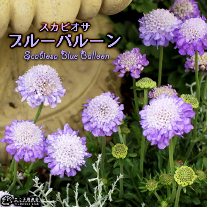 楽天市場 スカビオサ ブルーバルーン 10 5cmポット苗 花と緑の専門店 土っ子倶楽部 楽天市場 スカビオサ ブルーバルーン 10 5cmポット苗 花と緑の専門店 土っ子倶楽部
