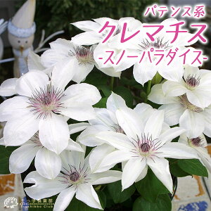 苗 クレマチス 花 Diy 工具の人気商品 通販 価格比較 価格 Com