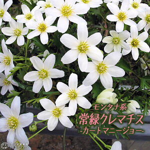 ΃N}`X w J[g}j[W[ x IZAjAnitHXe[nE}炫j 9cm|bgc@N}`X  Ԑ c tFX A[` yqy
