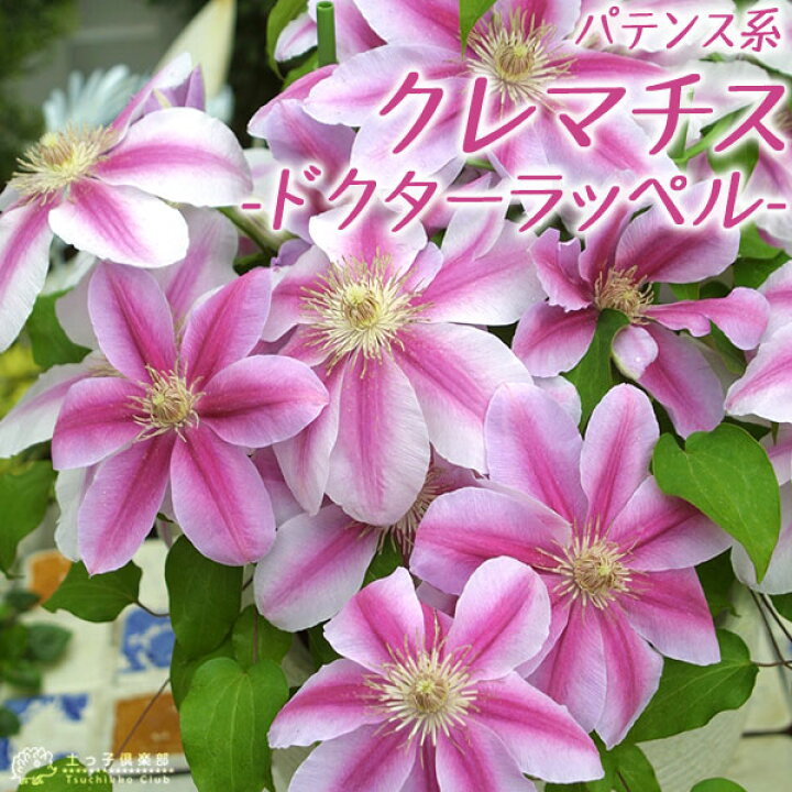 楽天市場 クレマチス ドクターラッペル パテンス系 旧枝咲き 早咲き大輪系 9cmポット苗 花と緑の専門店 土っ子倶楽部