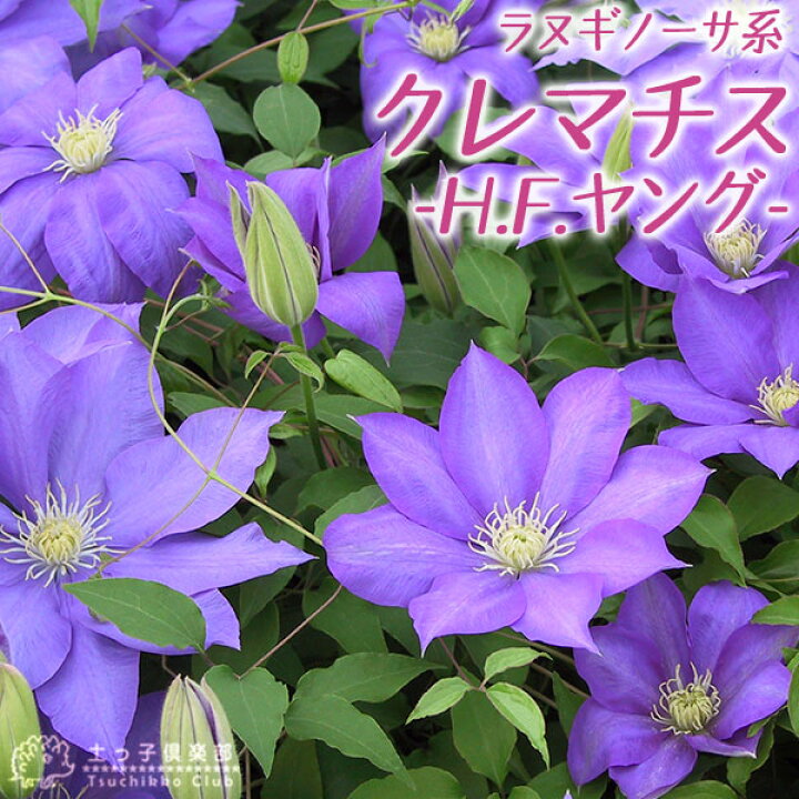 クレマチス ミゼット ブルー パテンス系 旧枝咲き 早咲き大輪系 9cmポット苗 新しいブランド