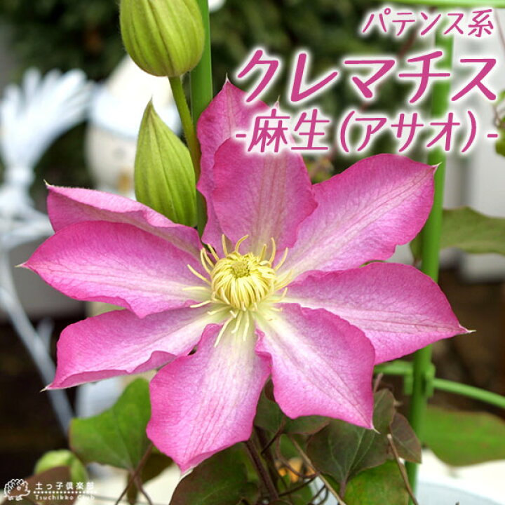 楽天市場 クレマチス 麻生 アサオ パテンス系 旧枝咲き 早咲き大輪系 9cmポット苗 花と緑の専門店 土っ子倶楽部