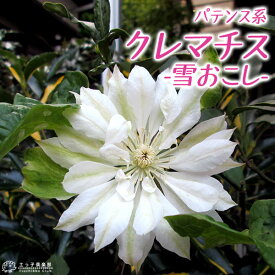 楽天市場 クレマチス 苗 ガーデニング 農業 花 ガーデン Diy の通販
