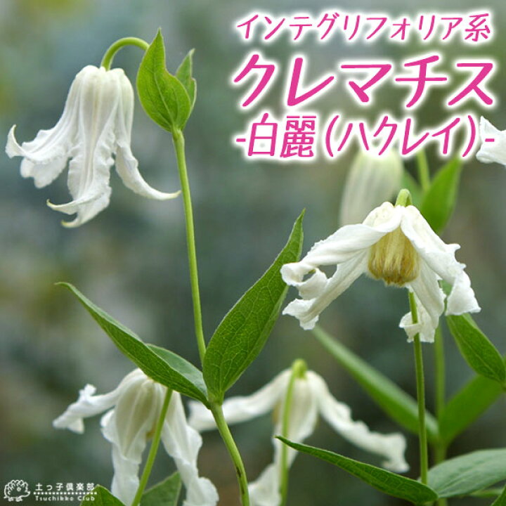 楽天市場 クレマチス 白麗 ハクレイ インテグリフォリア系 木立性 新枝咲き 9cmポット苗 花と緑の専門店 土っ子倶楽部
