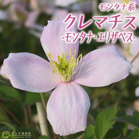 楽天市場 モンタナ 花の通販