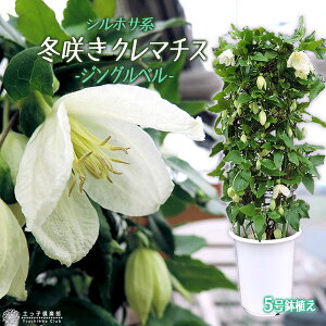 ~炫 N}`X w WOx x VzTnE}炫 5A