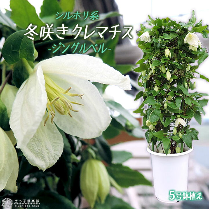 楽天市場 冬咲き クレマチス ジングルベル シルホサ系 旧枝咲き 5号鉢植え 花と緑の専門店 土っ子倶楽部