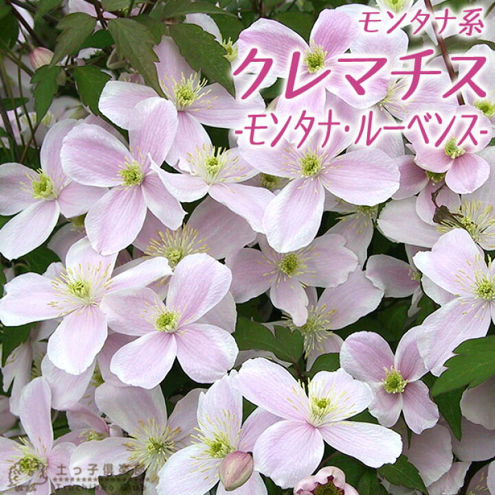 楽天市場 クレマチス モンタナ ルーベンス モンタナ系 旧枝咲き 9cmポット苗 花と緑の専門店 土っ子倶楽部