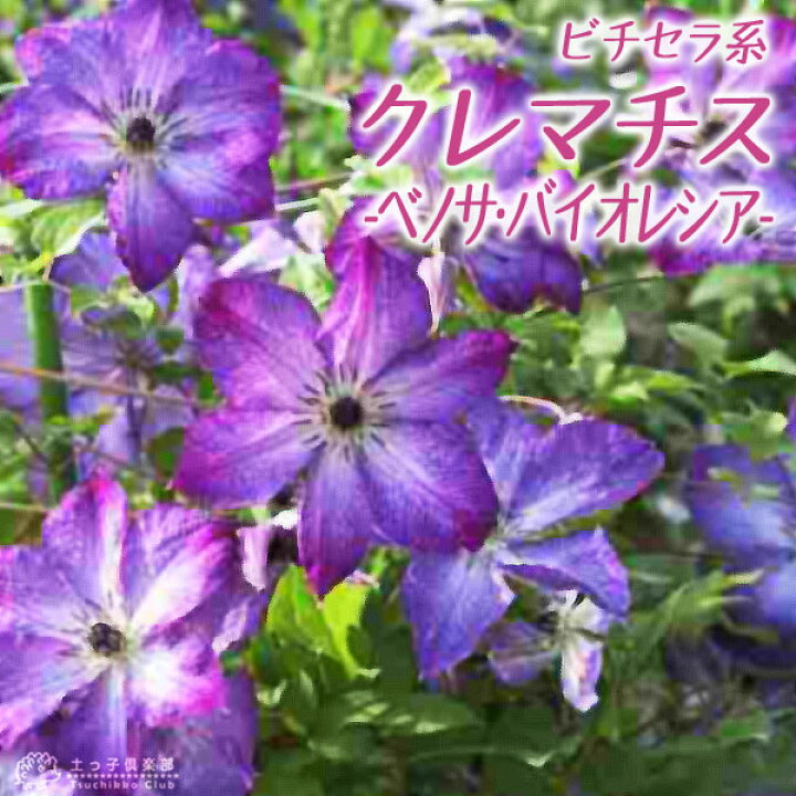 楽天市場 クレマチス ベノサ バイオレシア ビチセラ系 新枝咲き 9cmポット苗 花と緑の専門店 土っ子倶楽部