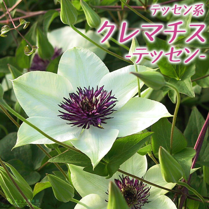 楽天市場 クレマチス テッセン テッセン系 新旧両枝咲き 原種 フロリダ系 9cmポット苗 花と緑の専門店 土っ子倶楽部