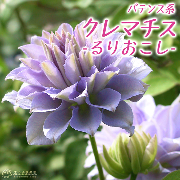 重なった花びらが美しい優美な紫花 クレマチス るりおこし 大切な人へのギフト探し パテンス系 旧枝咲き 人気激安 早咲き大輪系 9cmポット苗