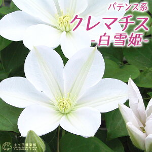 白雪姫 農業資材 ガーデニング用品の人気商品 通販 価格比較 価格 Com