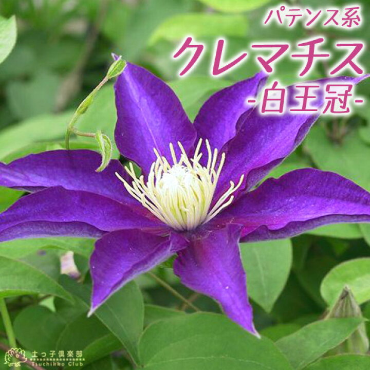 楽天市場 クレマチス 白王冠 パテンス系 旧枝咲き 早咲き大輪系 9cmポット苗 花と緑の専門店 土っ子倶楽部