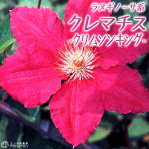 種 クレマチス 苗の人気商品 通販 価格比較 価格 Com