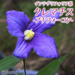 木立性クレマチス ヘンダーソニー 特徴と育て方 小さな庭で季節を楽しむ