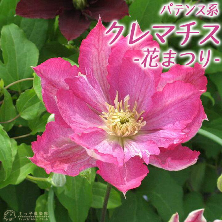 楽天市場 クレマチス 花まつり パテンス系 旧枝咲き 早咲き大輪系 9cmポット苗 花と緑の専門店 土っ子倶楽部