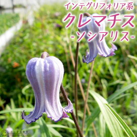 クレマチス 『 ソシアリス 』 インテグリフォリア系・木立性・新枝咲き 9cmポット苗