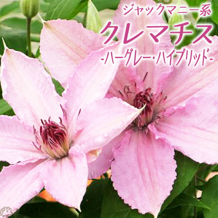 楽天市場 クレマチス ハーグレー ハイブリッド ジャックマニー系 新旧両枝咲き 遅咲き大輪系 9cmポット苗 花と緑の専門店 土っ子倶楽部