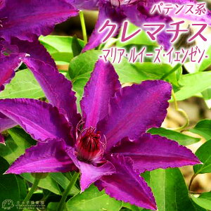 N}`X w }AEC[YECF[ x peXnE}炫 i 炫֌n j 9cm|bgc