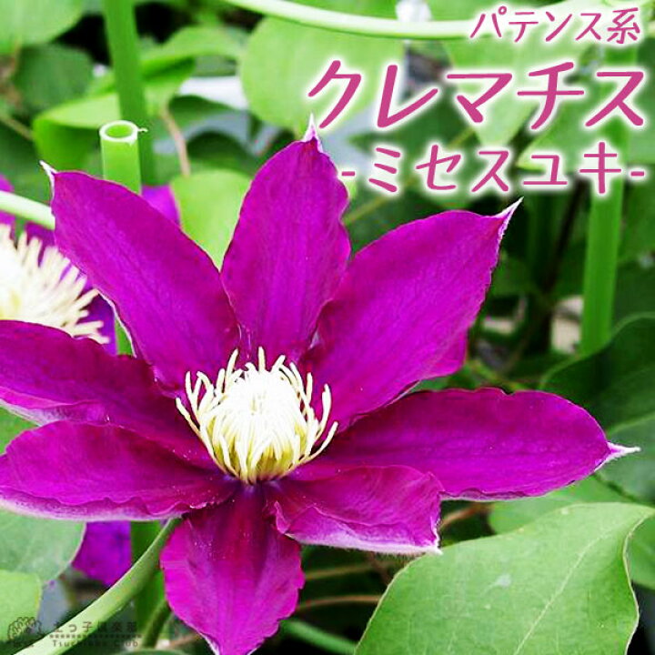 楽天市場 クレマチス ミセスユキ パテンス系 旧枝咲き 早咲き大輪系 9cmポット苗 花と緑の専門店 土っ子倶楽部