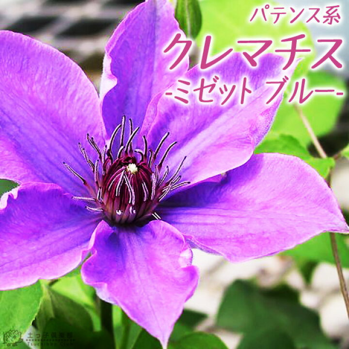 楽天市場 クレマチス ミゼット ブルー パテンス系 旧枝咲き 早咲き大輪系 9cmポット苗 花と緑の専門店 土っ子倶楽部
