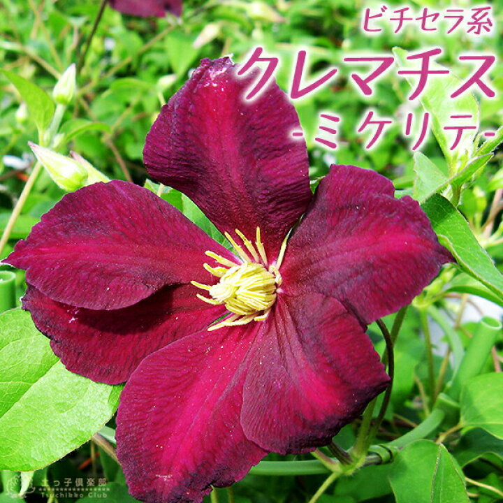 楽天市場 クレマチス ミケリテ ビチセラ系 新枝咲き 9cmポット苗 花と緑の専門店 土っ子倶楽部