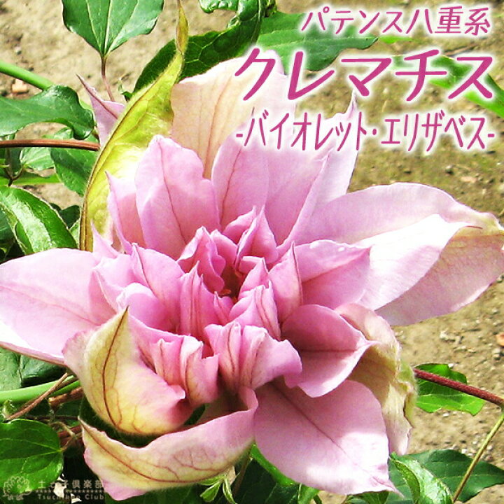 楽天市場 クレマチス バイオレット エリザベス パテンス八重系 旧枝咲き 早咲き大輪系 9cmポット苗 花と緑の専門店 土っ子倶楽部