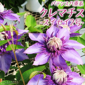 楽天市場 クレマチス 紫 八重咲きの通販