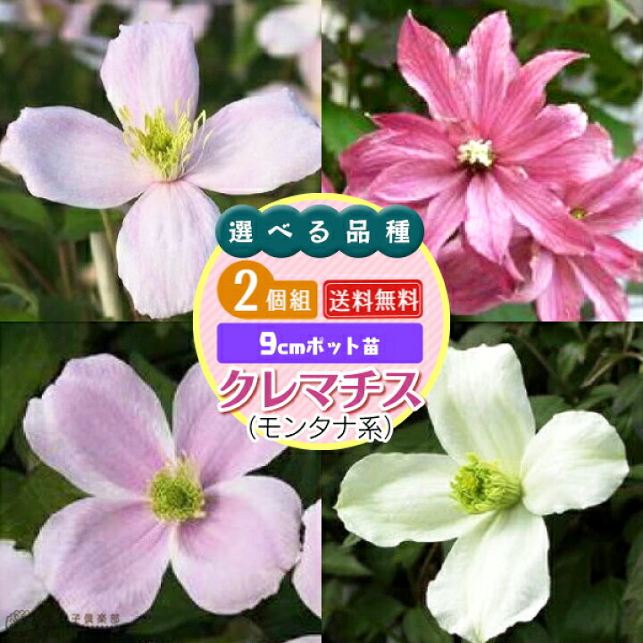 楽天市場 クレマチス モンタナ系 9cmポット苗 2個セット 送料無料 選べる品種 花と緑の専門店 土っ子倶楽部