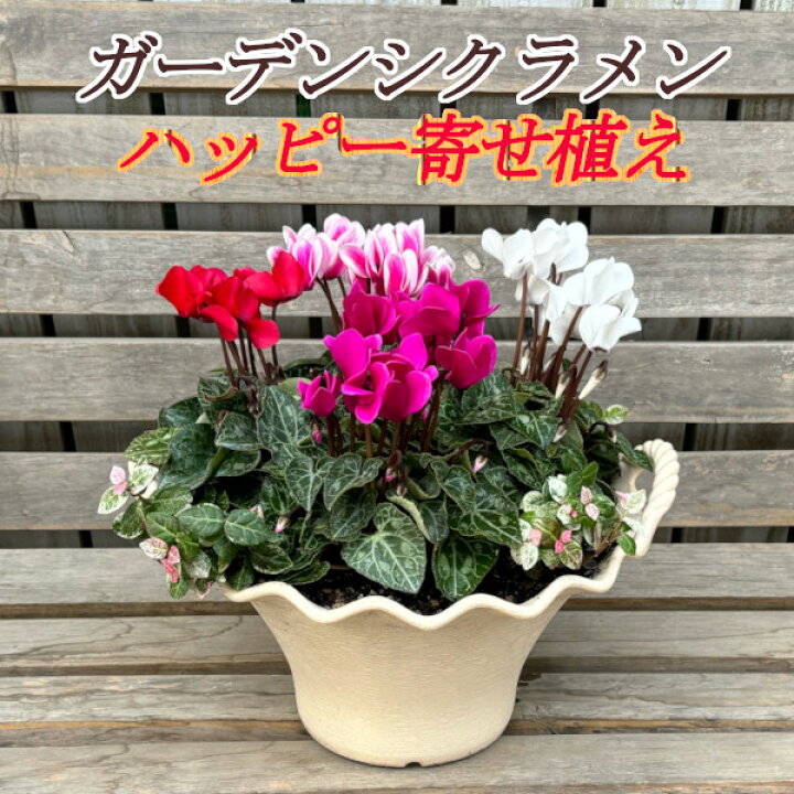ガーデンシクラメンハッピー寄せ植え シクラメン クリスマス キレイ 可愛い 飾れる 置くだけ ギフト プレゼント 花と緑の専門店 土っ子倶楽部