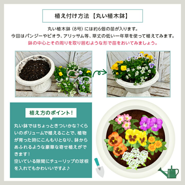 楽天市場】季節 の 花苗 24苗 セット 【 送料無料 】（ ペチュニア 