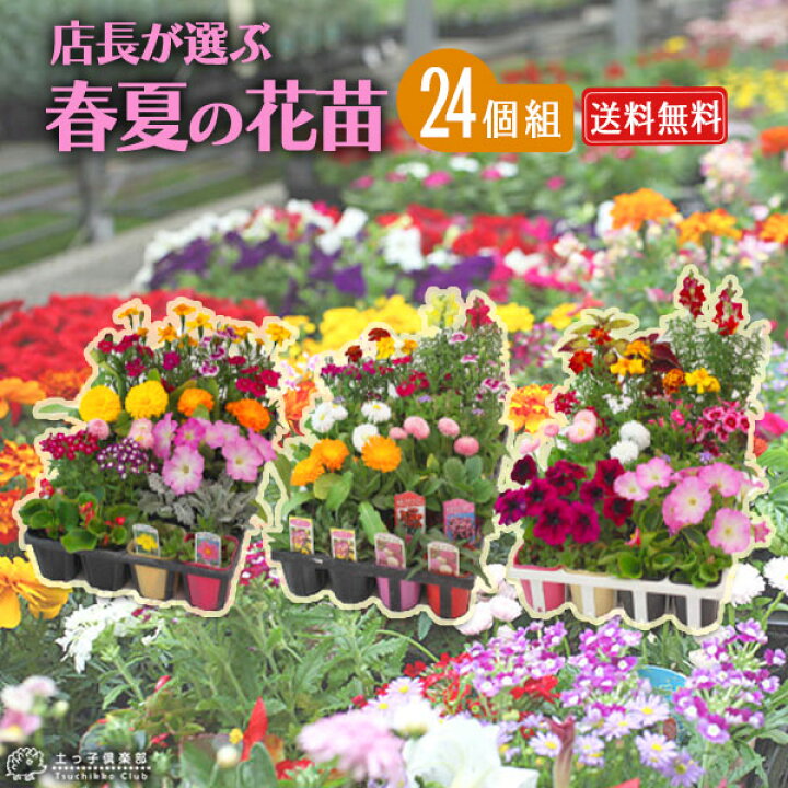 楽天市場 春夏の花苗 24個セット 送料無料 花と緑の専門店 土っ子倶楽部