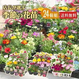 ＼8月4日20時から使える100円OFFクーポン対象／ 季節 の 花苗 24苗 セット 【 送料無料 】（ ペチュニア マリーゴールド ロベリア などの 草花 福袋 ♪ ） 花苗セット 花 初夏 夏 花壇 庭 鉢 玄関 プランター 寄せ植え ガーデニング 土っ子倶楽部