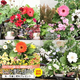 4タイプから選べる! 贅沢な花苗 9苗 セット 花 色 選べる 一年草 宿根草 多年草 カラーリーフ ハーブ 花 夏 秋 冬 花壇 庭 鉢 玄関 プランター 寄せ植え ガーデニング 夏の苗 秋の苗【 送料無料 】 土っ子倶楽部