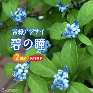 ΃AWTC w ɂ̓ x 9cm|bgc y  z y  z y 2Zbg z