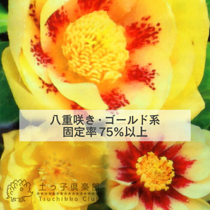 楽天市場 希少 クリスマスローズ ネオン系 ゴールド系 オリエンタリスハイブリッド 10 5cmポット苗 選べる花色 花と緑の専門店 土っ子倶楽部