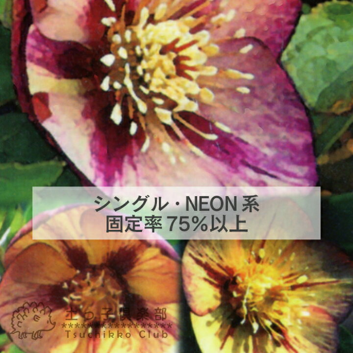 楽天市場 希少 クリスマスローズ ネオン系 ゴールド系 オリエンタリスハイブリッド 10 5cmポット苗 選べる花色 花と緑の専門店 土っ子倶楽部