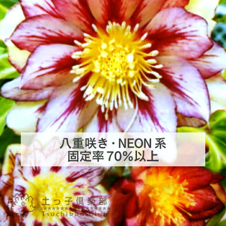 楽天市場 希少 クリスマスローズ ネオン系 ゴールド系 オリエンタリスハイブリッド 10 5cmポット苗 選べる花色 花と緑の専門店 土っ子倶楽部