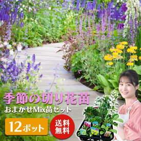 季節の 切り花 苗 おまかせ 12ポット Mix 苗 セット【 送料無料 】花苗 一年草 宿根草 多年草 切り花 高性種 ボーダー 花壇 庭 鉢 玄関 園芸 ガーデニング 春 夏 秋 冬 土っ子倶楽部