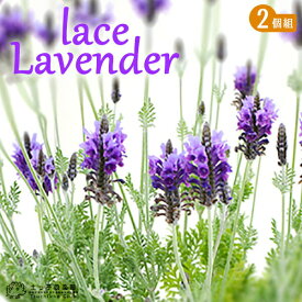 ラベンダー 苗 レースラベンダー 香る 四季咲き性 2個セット