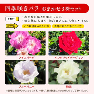 Happy �o�� �̕����Z�b�g�y�I�ׂ�3�^�C�v�z�`���[�Y�K�[�f�� �X�^�[�g�L�b�h�` �K�N �o���c �o���̕c �c�� �o���̕c�� ���S�� ���S�҂������� �l�G�炫 �c���o�� �I�[���h���[�Y �|�{�y �y ��