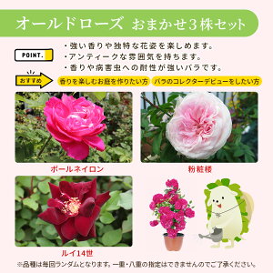 Happy �o�� �̕����Z�b�g�y�I�ׂ�3�^�C�v�z�`���[�Y�K�[�f�� �X�^�[�g�L�b�h�` �K�N �o���c �o���̕c �c�� �o���̕c�� ���S�� ���S�҂������� �l�G�炫 �c���o�� �I�[���h���[�Y �|�{�y �y ��