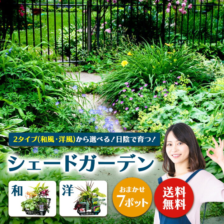 楽天市場】【7月4日20時から200円OFFクーポン対象】 日陰 で育つ 2 